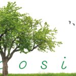 Ecosia: un motore di ricerca all'insegna del vivere "green" | Teens4Unity