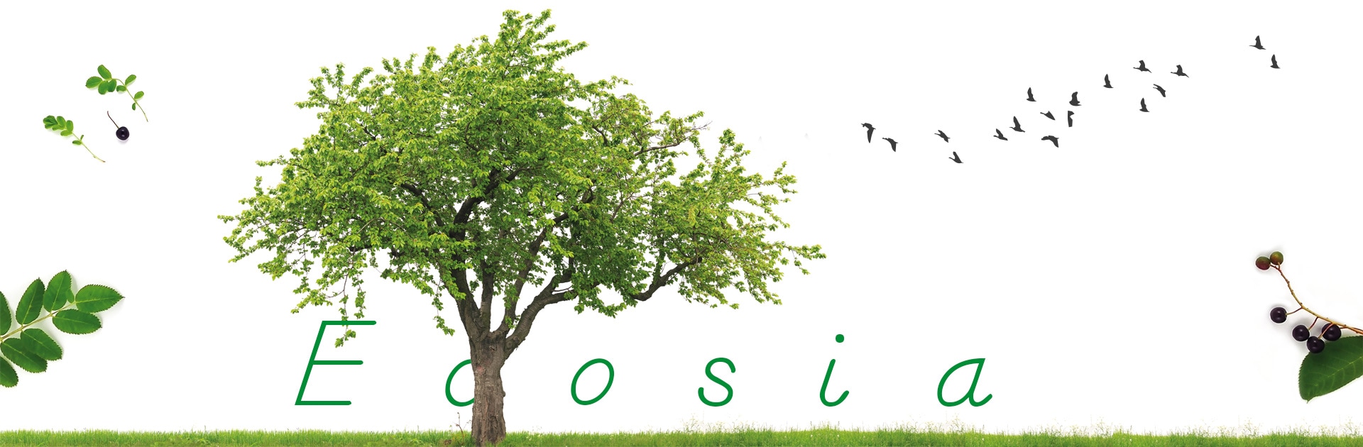 Ecosia: un motore di ricerca all'insegna del vivere "green" | Teens4Unity