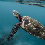 Plastica, un abbraccio mortale | Teens4Unity
