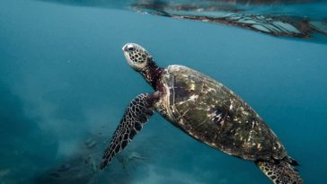 Plastica, un abbraccio mortale | Teens4Unity