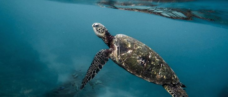 Plastica, un abbraccio mortale | Teens4Unity